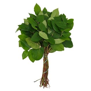 salal-verdura-florisul
