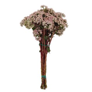 sedum-flor-de-corte-florisul