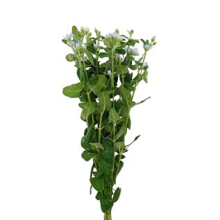oxypetalum-flor-de-corte-florisul